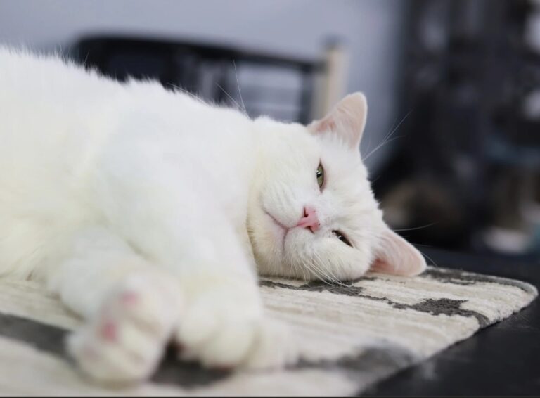 TailTownCats 1 768x566